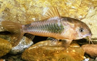 corydoras aeneus